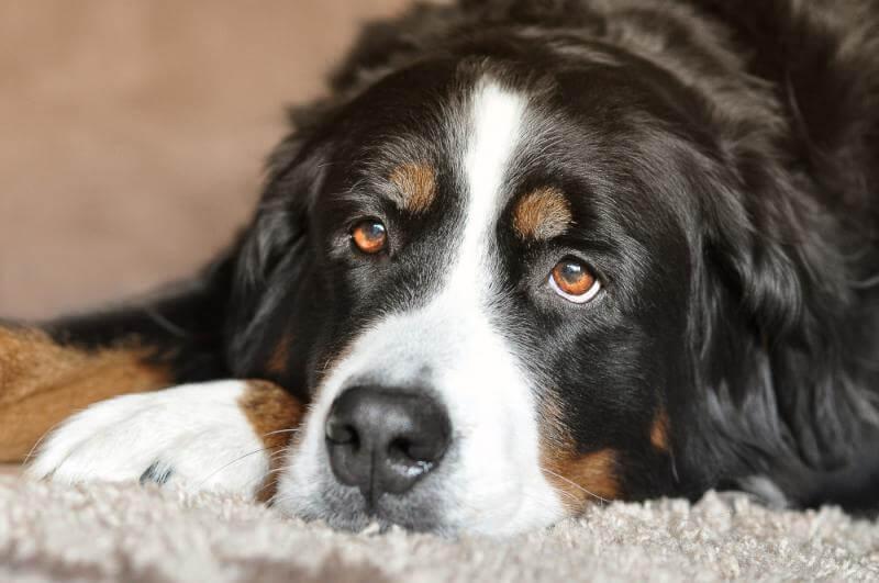 dog eye care at plymouth vet