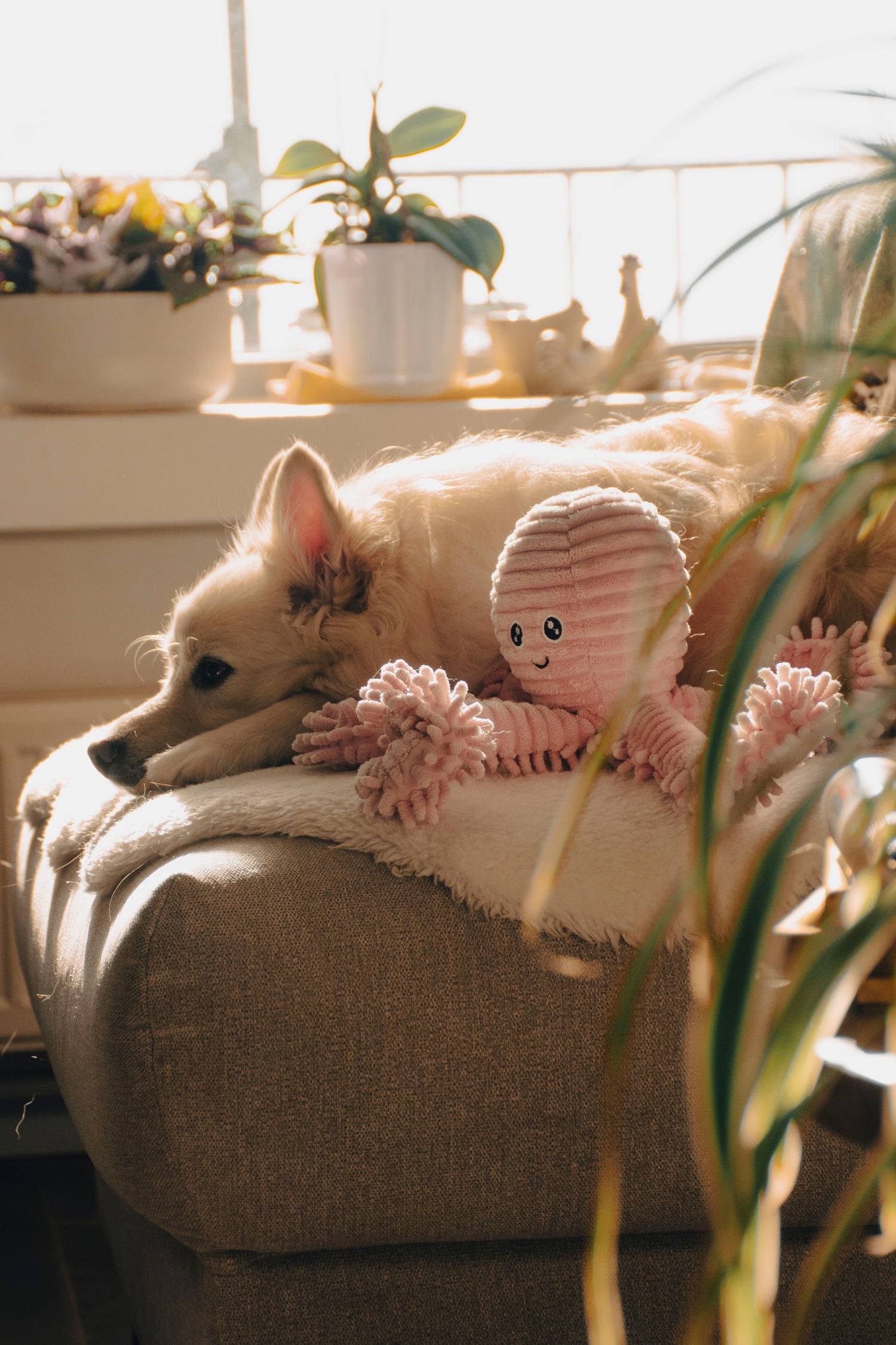 Dog Relaxing