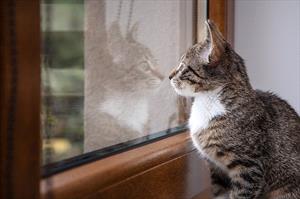 cat in window