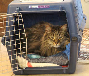 cat inside a cat carrier