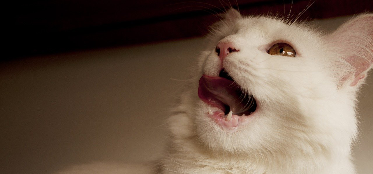 Dental Care for Cats: Purrfect Ways to Help Prevent Dental Disease