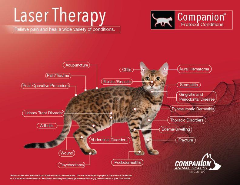 Red laser for cats cheap