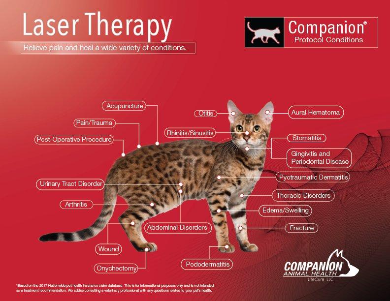 cat laser therapy