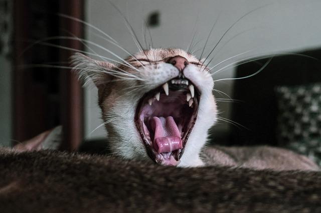 cat dental teeth