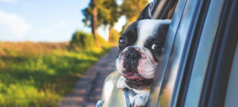 The Best Veterinary Visit Ever!