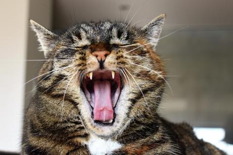 Unhealthy Cat Teeth: 6 Signs and How to Help