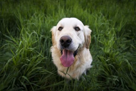 Spaying your Female Dog