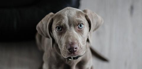 Crate Training Your Puppy