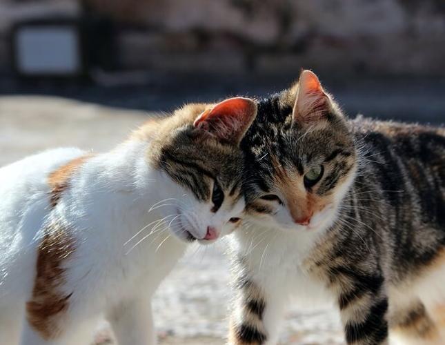 Did My Cat Say That?