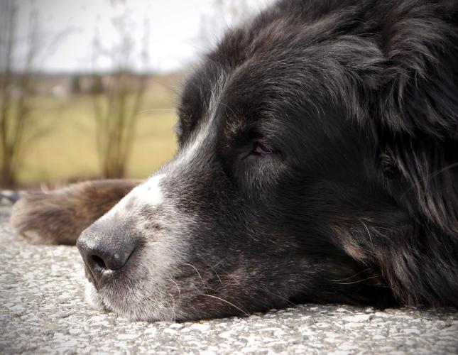 The Joys of Living with an Older Dog