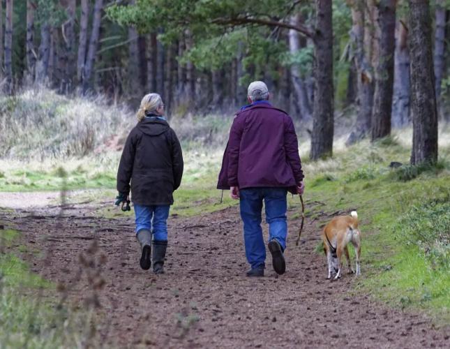 Pets of people with COVID-19: What to do if the owner can’t care for them?