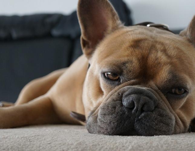 Ear Infections in Dogs and Cats