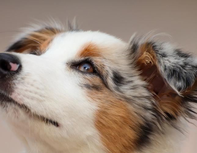 Common Eye Conditions in Cats and Dogs