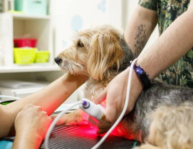 Healing with Light: A Deep Dive into Veterinary Laser Therapy
