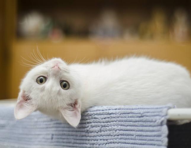Cats, Cat Carriers, and Related Angst