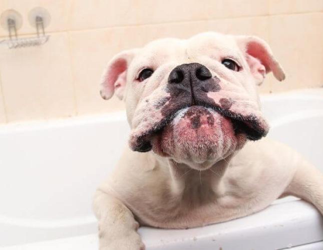 Pet Grooming in Winter: Essential Tips and Tricks