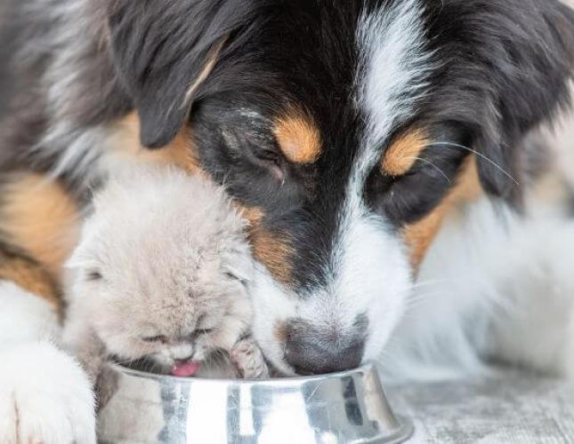 Pet Hydration Awareness Month: Keeping Your Furry Friends Hydrated &amp; Avoiding Cat and Dog Dehydration