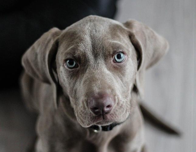 Crate Training Your Puppy