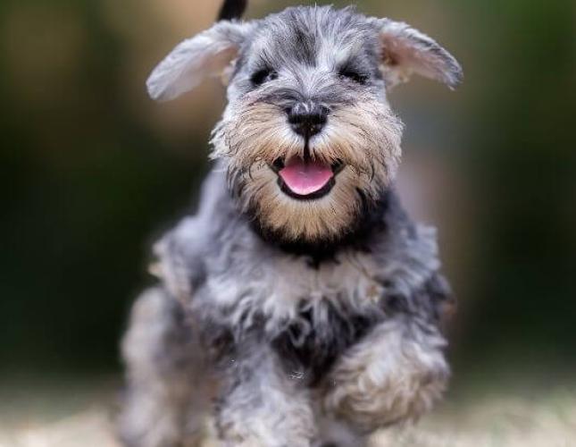 Responsible Puppy Ownership: Being Prepared for Puppyhood
