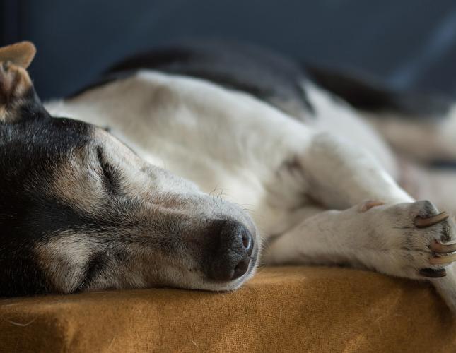Caring For Senior Pets