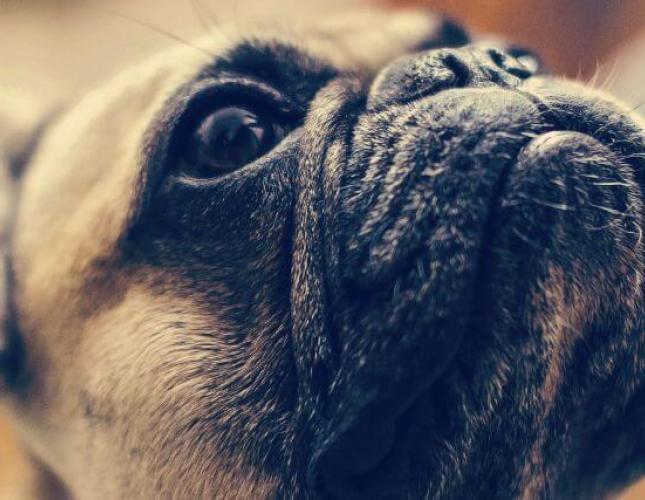 Uncovering Brachycephalic Obstructive Airway Syndrome in Dogs (BOAS)