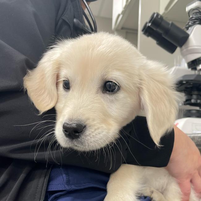 Plymouth Michigan Veterinarians
