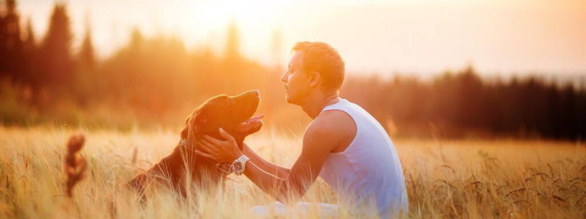 A dog and owner embracing in a field during sunset